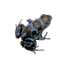 Лягушка древолаз Super Blue