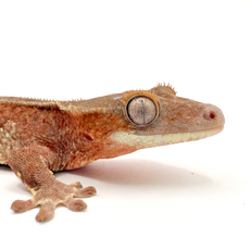 Геккон новокаледонский реснитчатый (бананоед) Red Lilly white самка