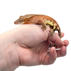 Геккон новокаледонский реснитчатый (бананоед) Red Lilly White M