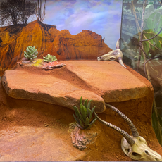 Террариумный комплект "Плато Кайбаб"