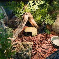 Террариумный комплект "Ихвильнихт"