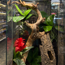 Террариумный комплект "Аленький цветочек"