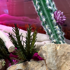 Террариумный комплект "Ты любишь кактусы"