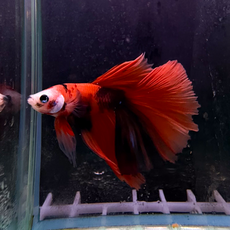 Петушок Супердельта Дракон красный (самец) (Betta splendens)