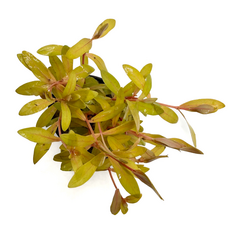 Несея педицилата золотая (в горшке) (Ammannia pedicellata Golden)