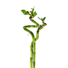 Бамбук лаки спираль