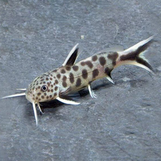 Сом Синодонтис петрикола (Synodontis petricola)