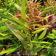Полигониум Сао-Пауло, Горец (в горшке) (Polygonum sp.Sao Paulo)