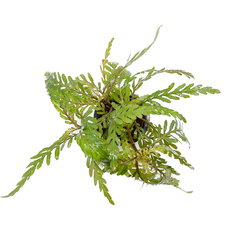 Гигрофила паравитота (в горшке) (Hygrophila corymbosa parawitota)