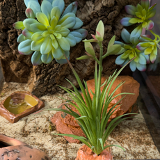 Террариумный комплект "Роза пустыни"