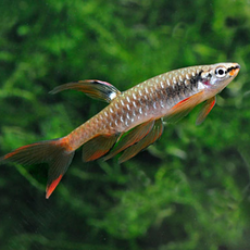 Копелла арнольда L (Copella arnoldi)