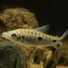 Лепорин венесуэльский, штейермарки (Leporinus steyermarki)