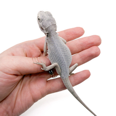 Агама бородатая Zero Leatherback, M