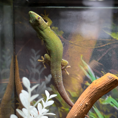 Фельзума линейчатая, L