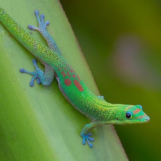 Фельзума широкохвостая, L