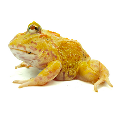 Рогатка Кранвелла 4-spot patternless/ patternless Albino