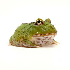 Рогатка Кранвелла green 4-spot