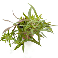 Лимнофила ароматика P8 (Limnophila aromatica)