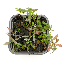 Людвигия репенс Рубин P8 (Ludwigia repens Rubin)