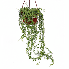 Крестовник Роули