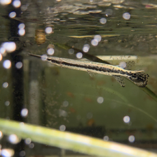 Щука флоридская (Lepisosteus oculatus)