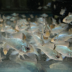 Апистограмма рамирези вуалевая Электрик Блю (Mikrogeophagus ramirezi)