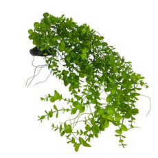 Искусственное растение на подставке Фитодизайн (ос-5), 75х30 см