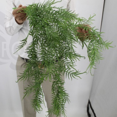 Папоротник ампельный, 70 см