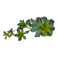 Декор эониум