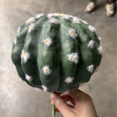 Декор кактус круглый