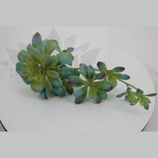 Декор эониум