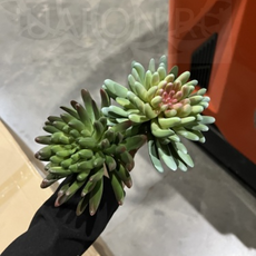 Декор эхеверия