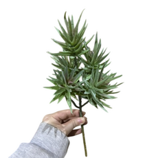 Декор хавортия ветка