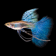 Гуппи Голубая трава (самцы) (Poecilia reticulata Blue Grass)