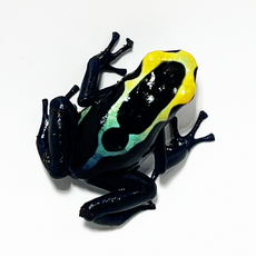 Лягушка древолаз пятнистый Robertus, М