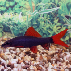 Лабео зеленый S (Epalzeorhynchos frenatum)