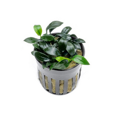 Анубиас Звезда Джунглей (в горшке) (Anubias sp. Jungle Star)