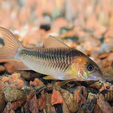 Сом коридорас зигатус (Corydoras zygatus)