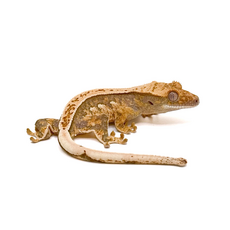 Геккон новокаледонский реснитчатый (бананоед) Tricolor