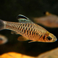 Барбус козуатис высокоплавничный (Oreichthys cosuatis)