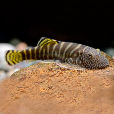 Гастромизон вириозус (Gastromyzon viriosus)