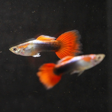 Гуппи Ред Тукседо (самка) (Poecilia reticulata)