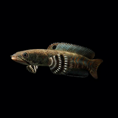 Змееголов пульхера (Channa pulchra)