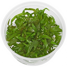 Криптокорина Петча (меристема) (Cryptocoryne petchii) Тайланд