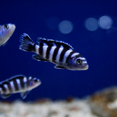 Псевдотрофеус демасони S (Pseudotropheus demasoni)