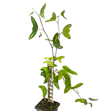 Пассифлора (Passiflora colinvauxii)