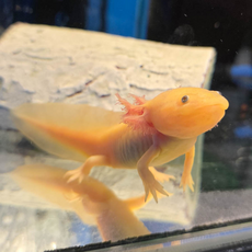 Аксолотль золотой L