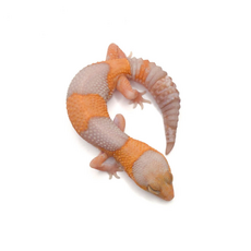 Гемитеконикс толстохвостый, Amel / caramel Stripe