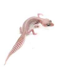 Эублефар пятнистый, XL, самка