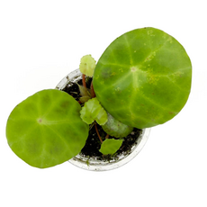 Бегония (Begonia kingiana)